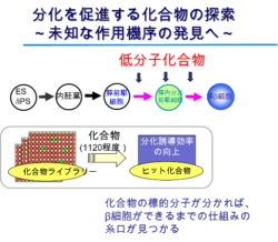 kagoubutu