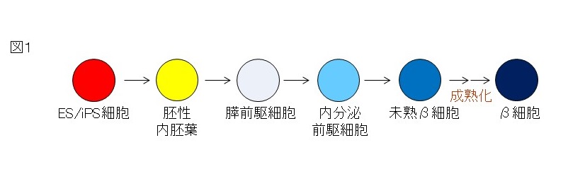 Ips細胞による膵島細胞の分化誘導 日本iddmネットワーク 1型糖尿病 Iddm